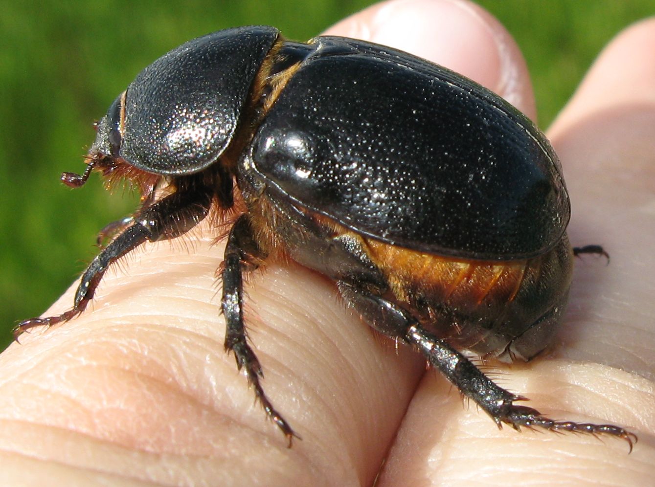 Geotrupidae da identificare .. No. Pentodon sp.