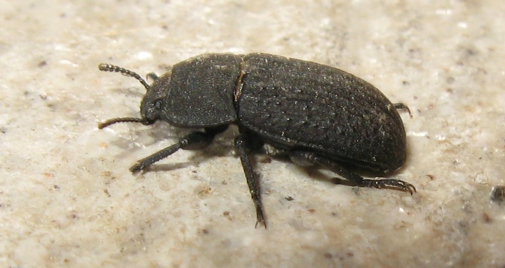 Asida sabulosa ?