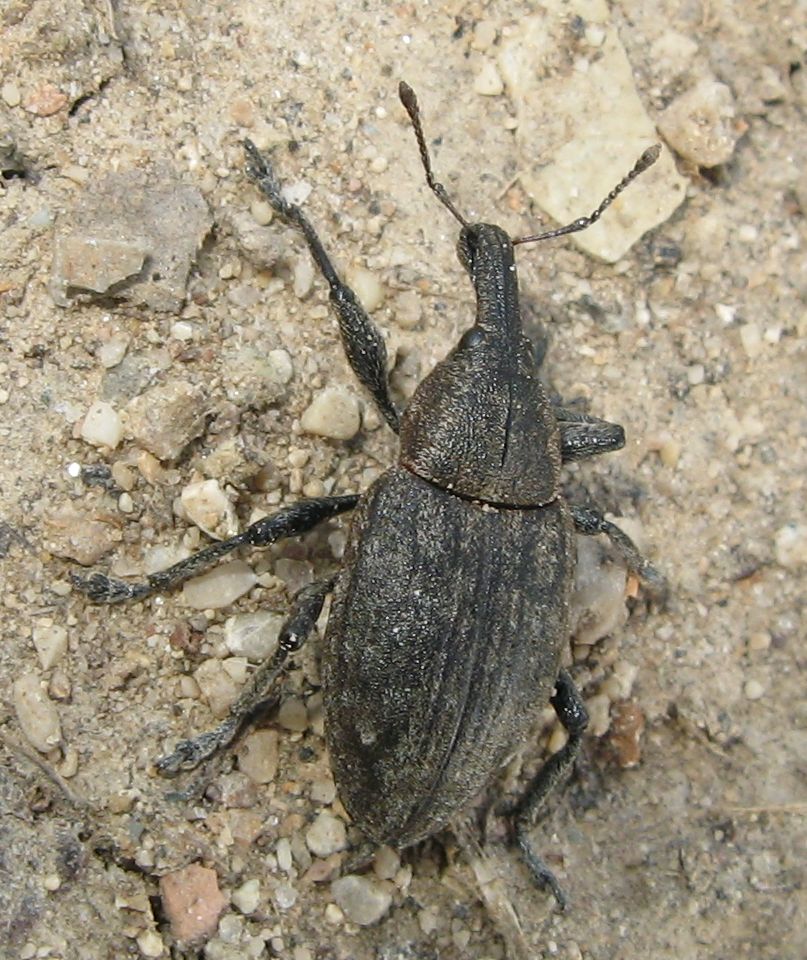 Larinus sp. ?