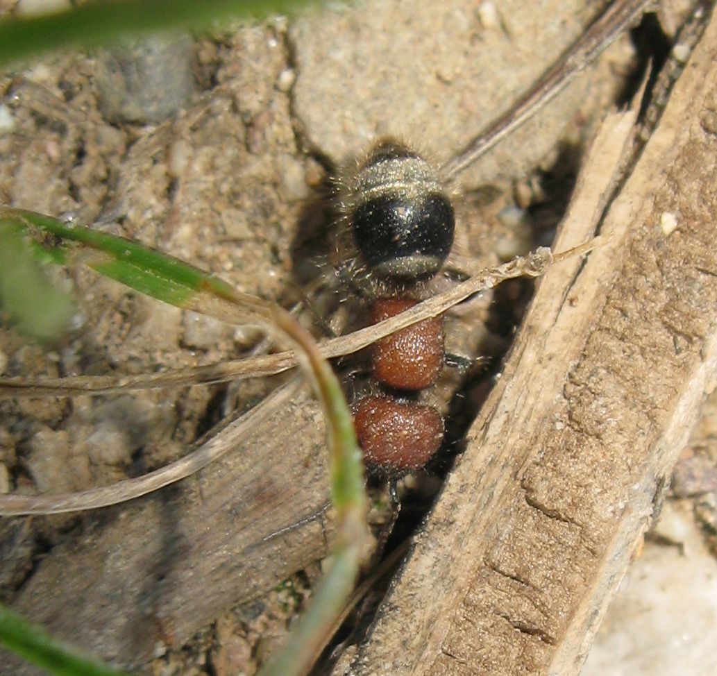 Myrmilla erythrocephala