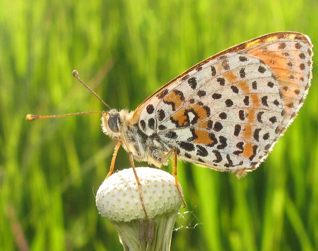 Melitaea didyma?