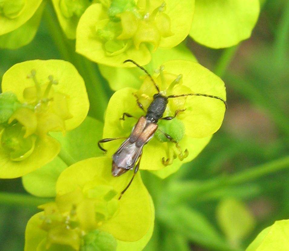 Molorchus minor? - no, Brachypteroma ottomanum