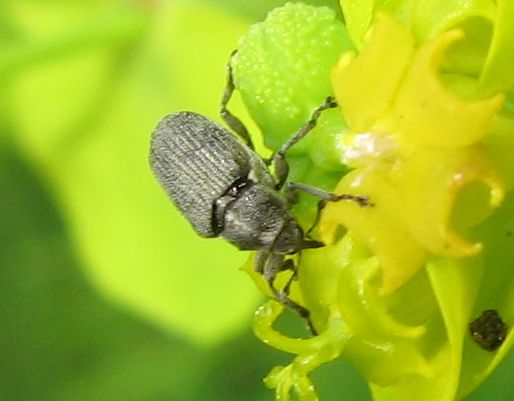 Curculio sp. ?