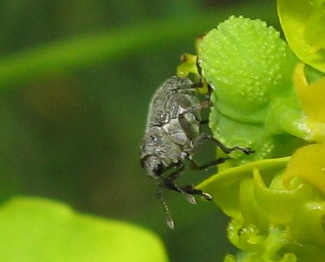 Curculio sp. ?