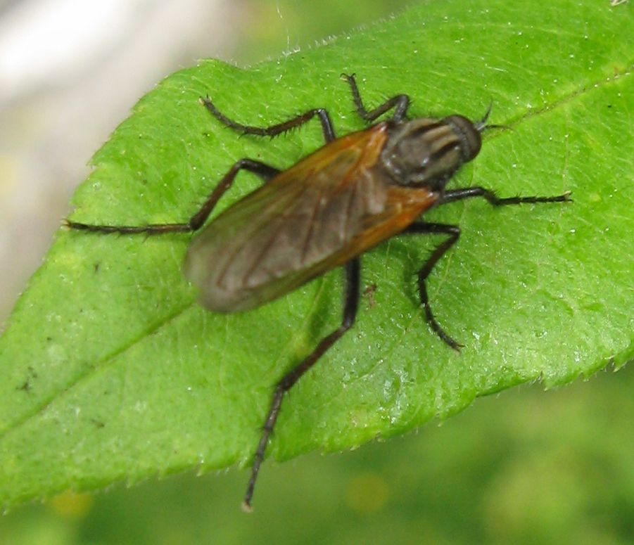 Empis tessellata?