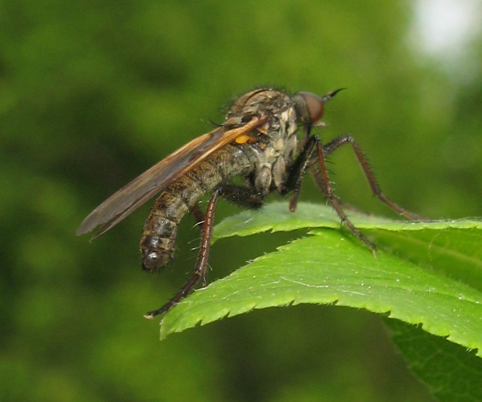 Empis tessellata?