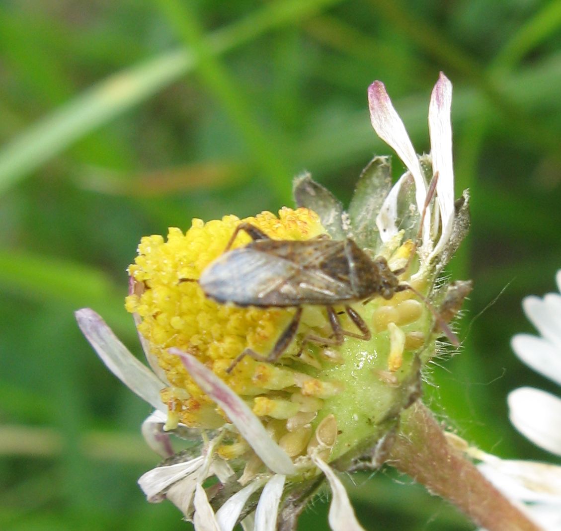 Stictopleurus punctatonervosus ?