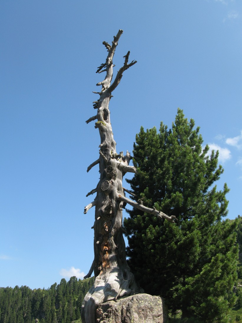 Passo Manghen - alla ricerca di alberi monumentali