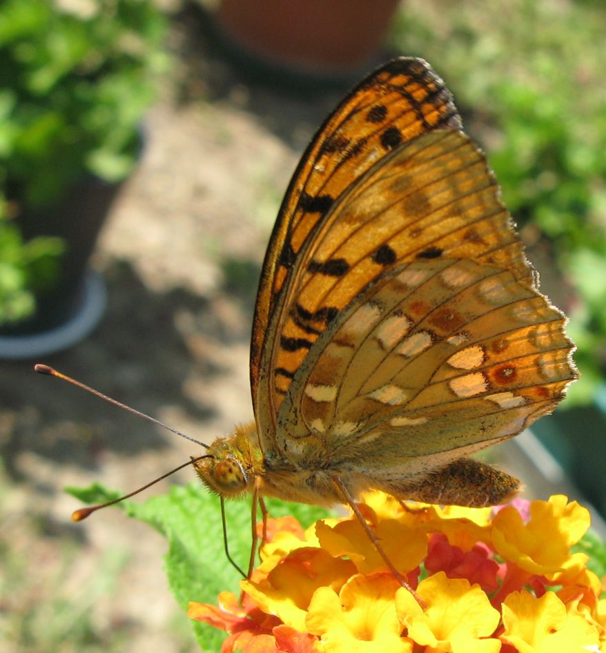 Argynnis (Fabriciana) adippe? - S