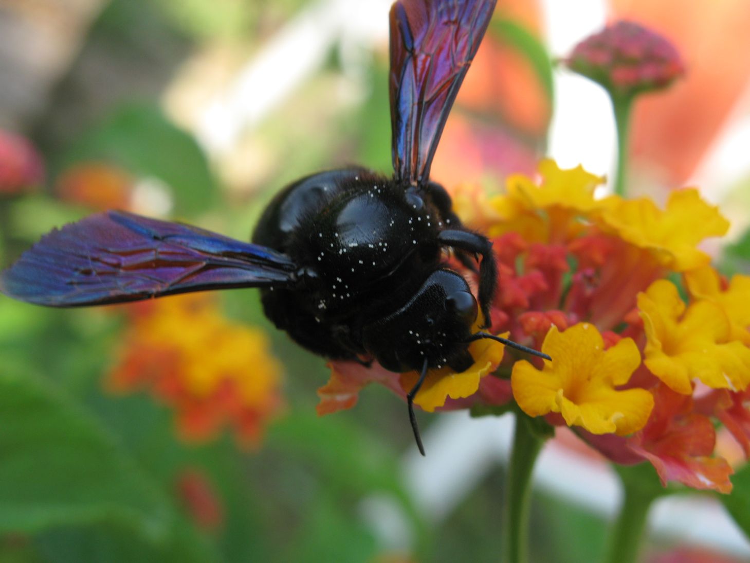 Xylocopa