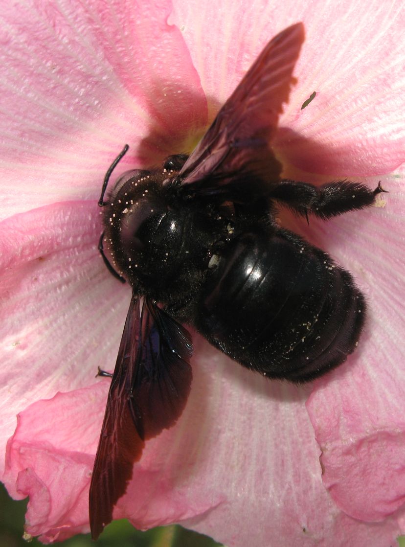 Xylocopa