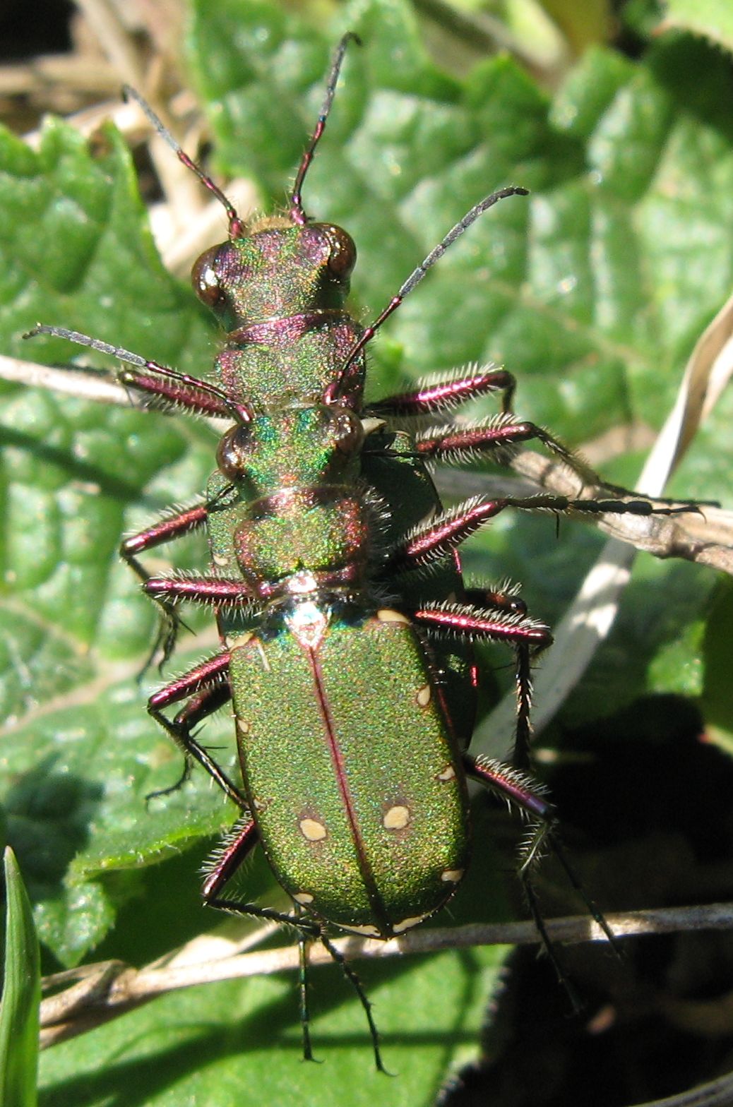 Cicindela campestris