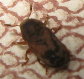 Aphodiidae ? No. Scolitidae: Hylesinus (=Leperisinus) varius