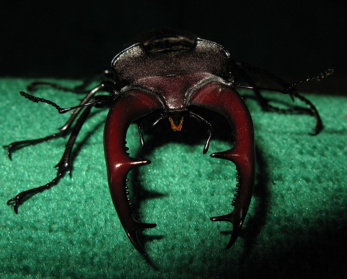 Una gradita sorpresa: grosso maschio di Lucanus cervus