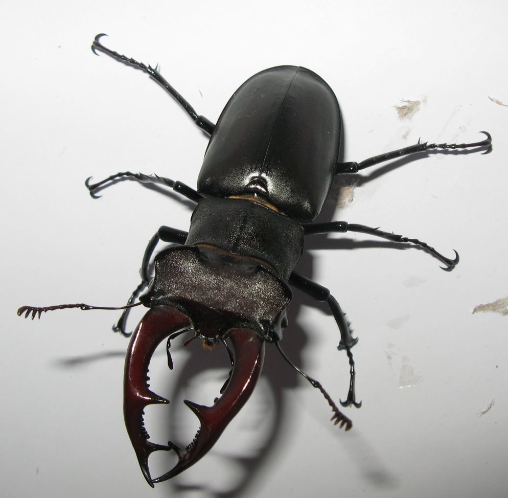 Una gradita sorpresa: grosso maschio di Lucanus cervus