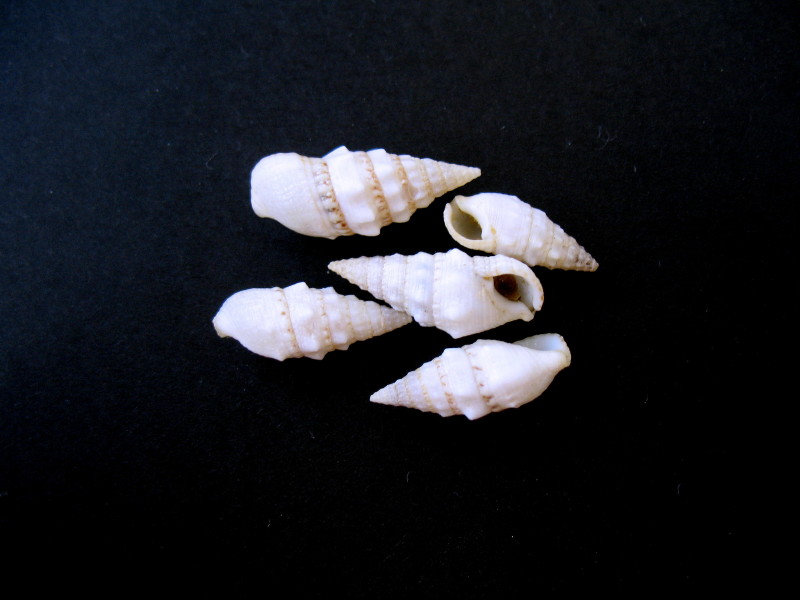 Cerithium lividulum e repandanum