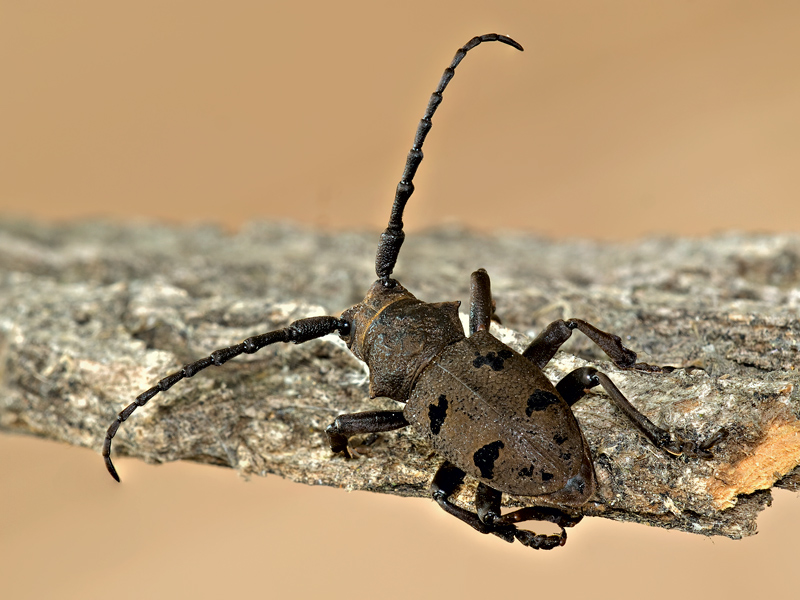 Herophila tristis (Cerambycidae)