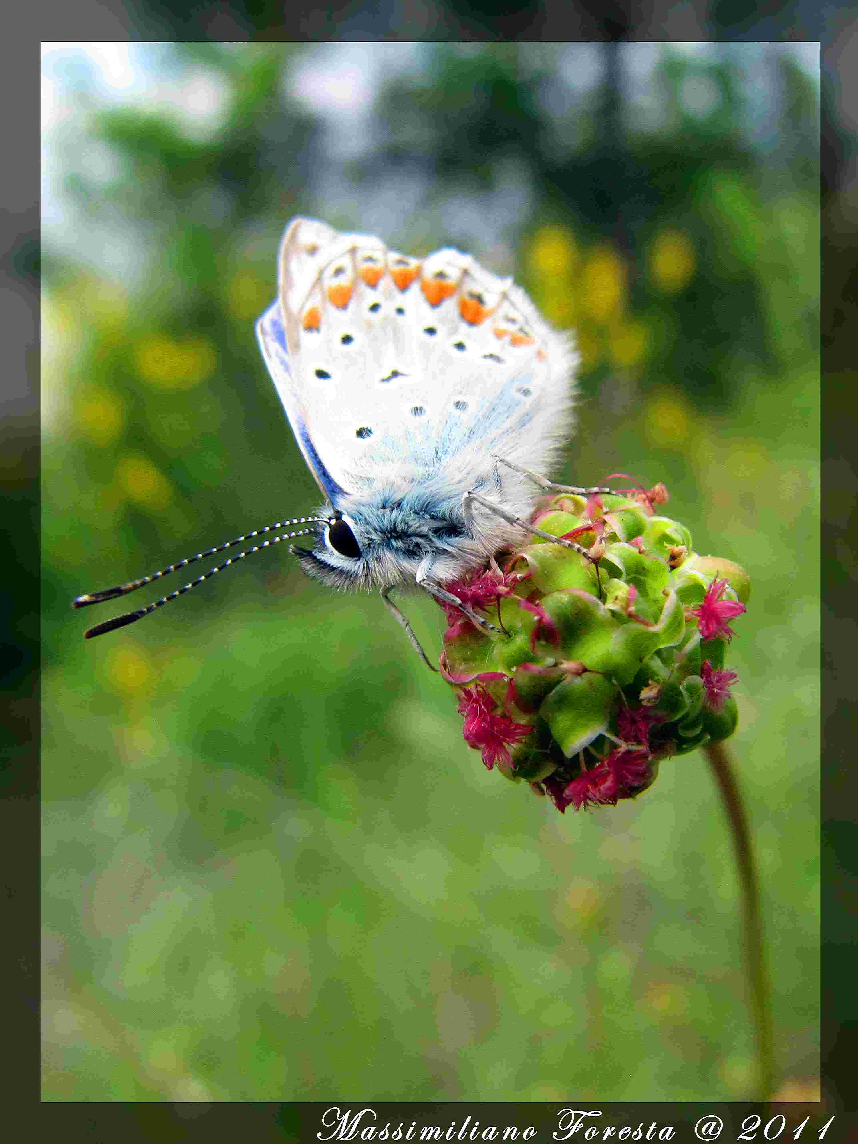 identificazione farfalla