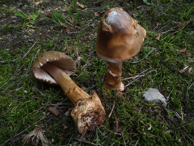 Amanita da determinare