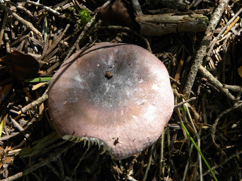 Russula turci o amethystina?