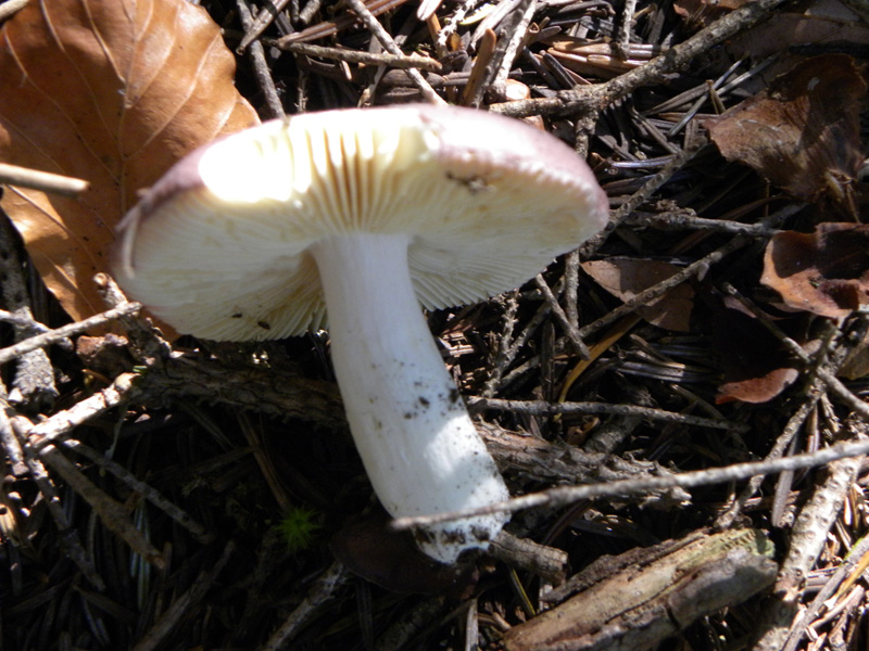 Russula turci o amethystina?