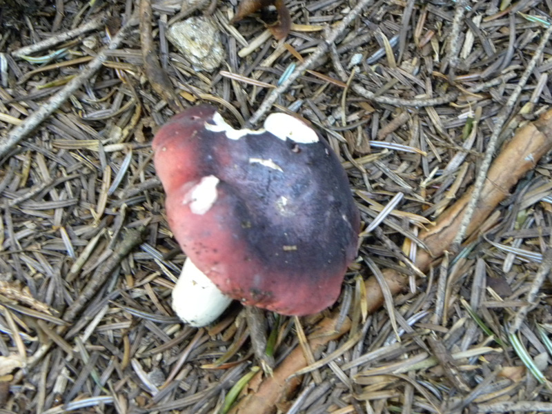 Russula turci o amethystina?