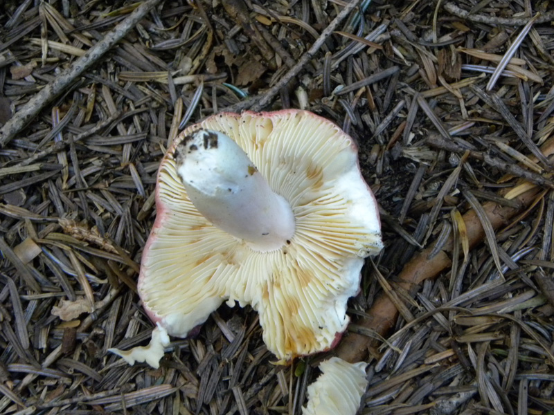 Russula turci o amethystina?