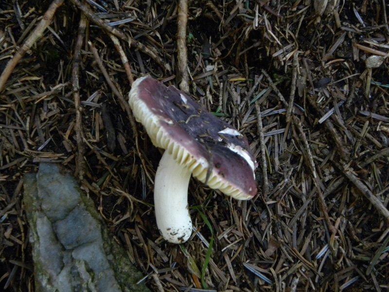 Russula turci o amethystina?