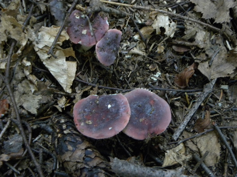 Russula turci o amethystina?