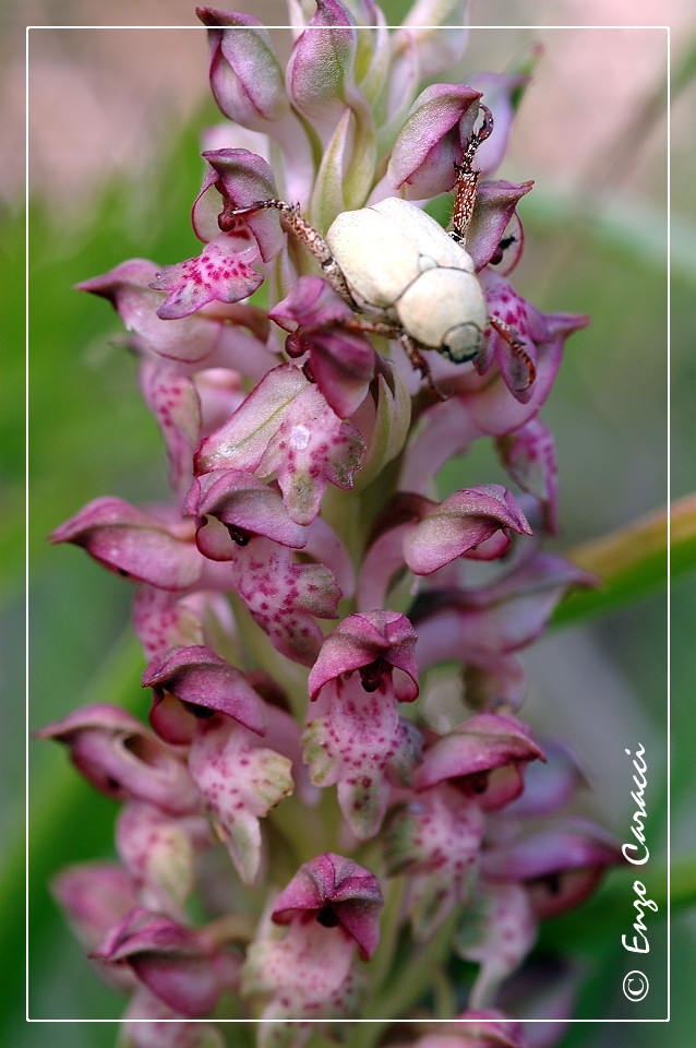 Anacamptis coriophora  a Capo Feto - Mazara del Vallo (TP)