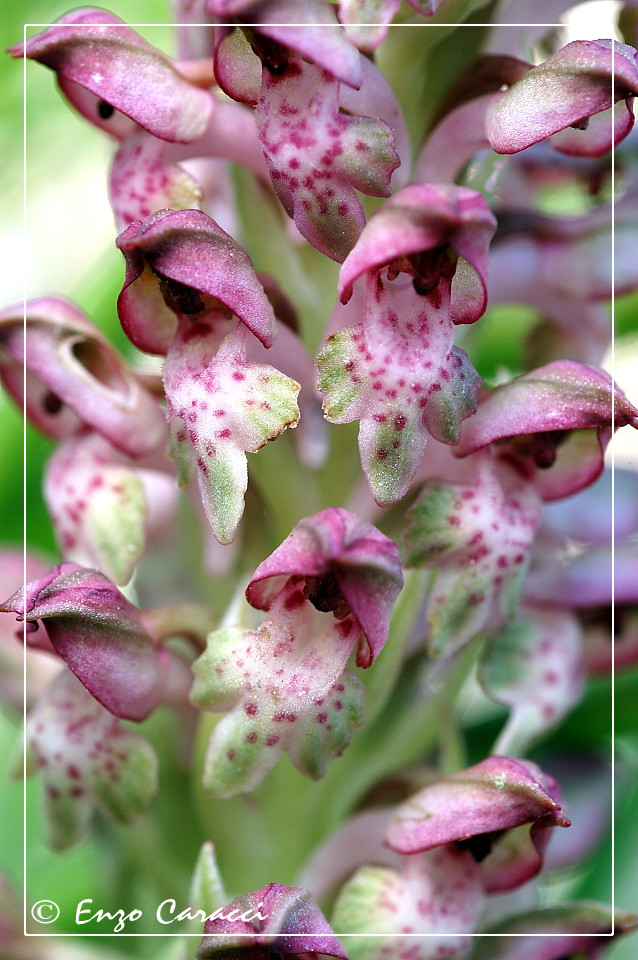 Anacamptis coriophora  a Capo Feto - Mazara del Vallo (TP)