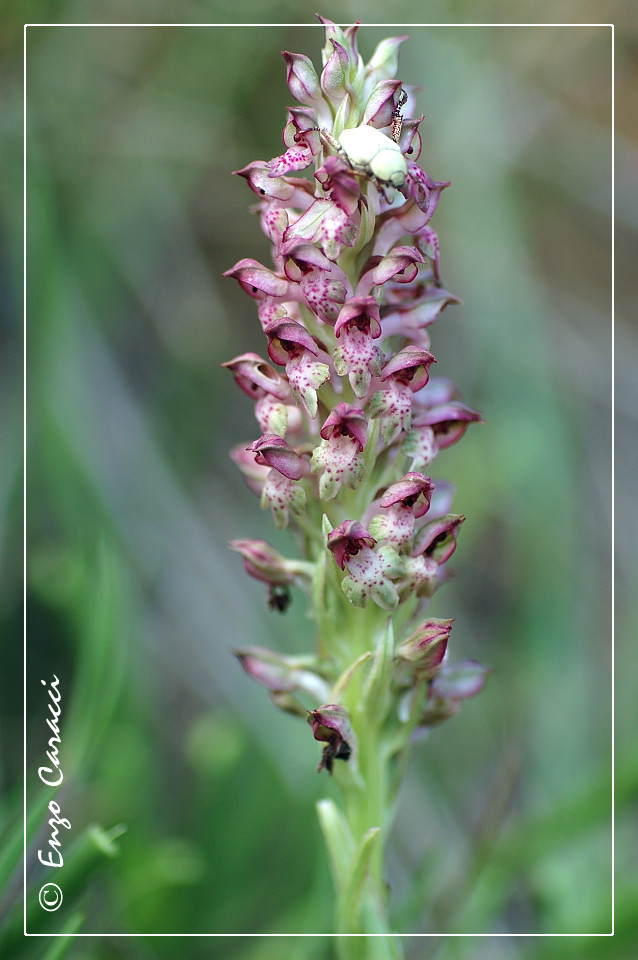 Anacamptis coriophora  a Capo Feto - Mazara del Vallo (TP)