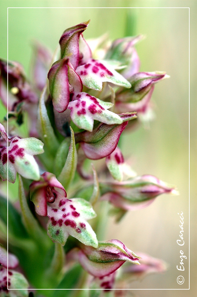 Anacamptis coriophora  a Capo Feto - Mazara del Vallo (TP)