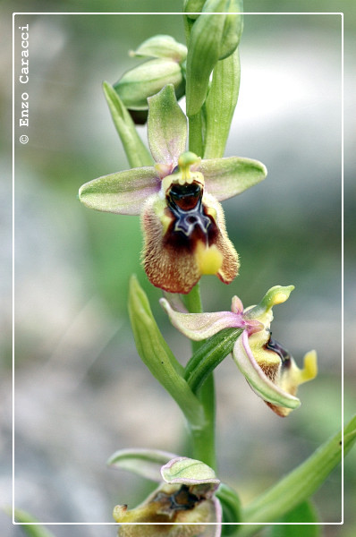 Ophrys biancae - Sicilia Sud-orientale