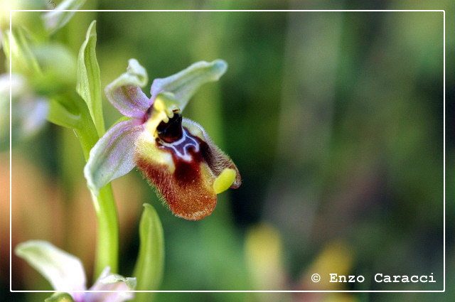Ophrys biancae - Sicilia Sud-orientale