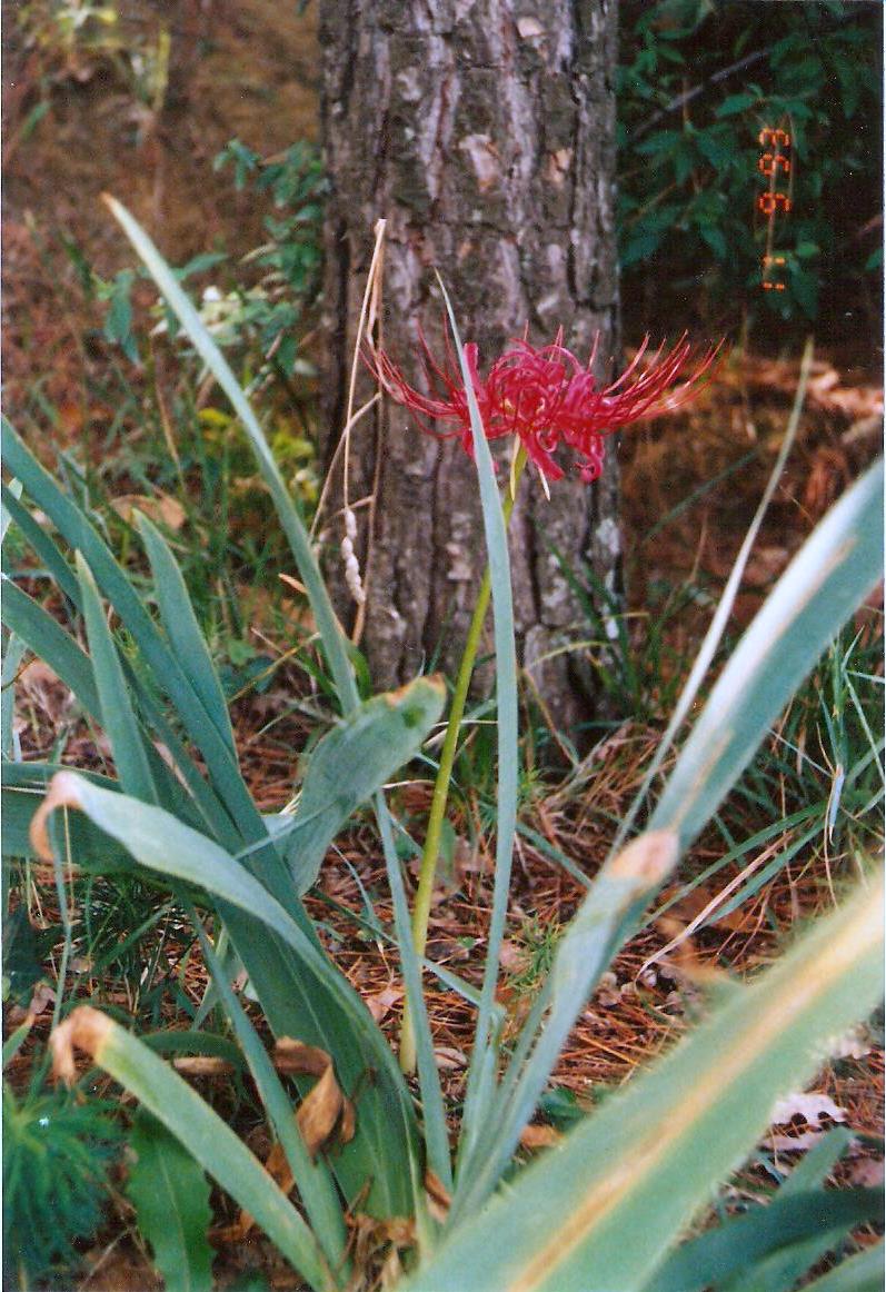 Lycoris radiata