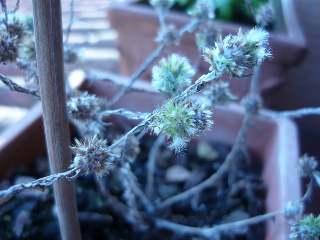 Piantina stranina -  Filago pyramidata