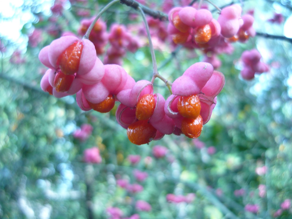 Colori fantastici - Euonymus europaeus