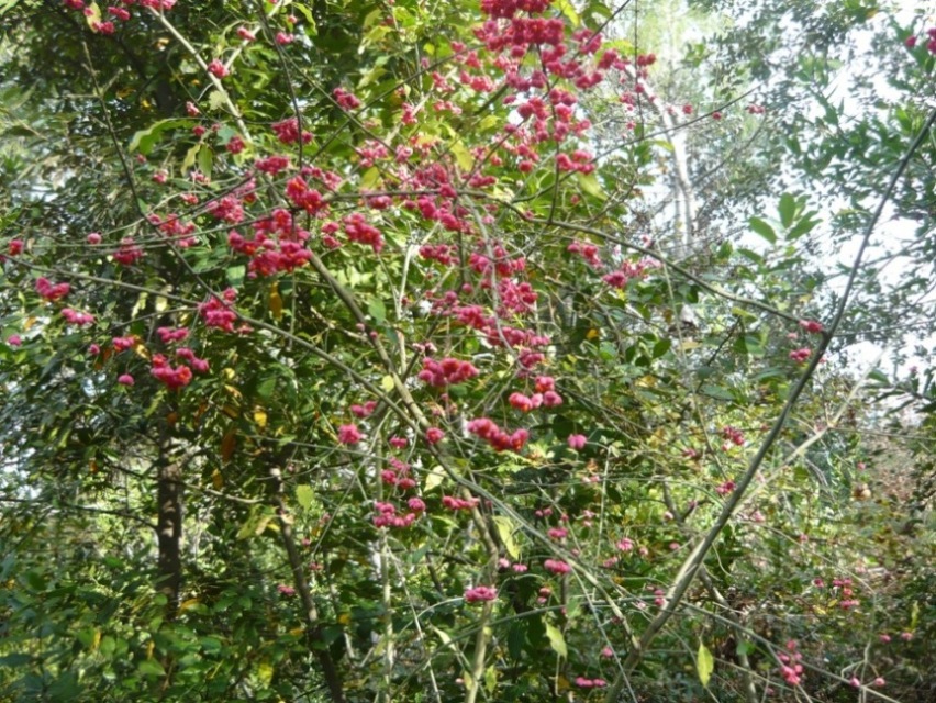 Colori fantastici - Euonymus europaeus