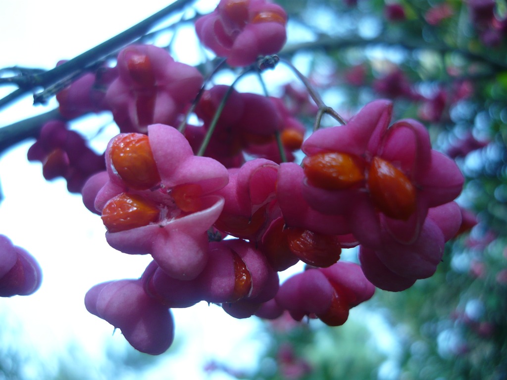 Colori fantastici - Euonymus europaeus