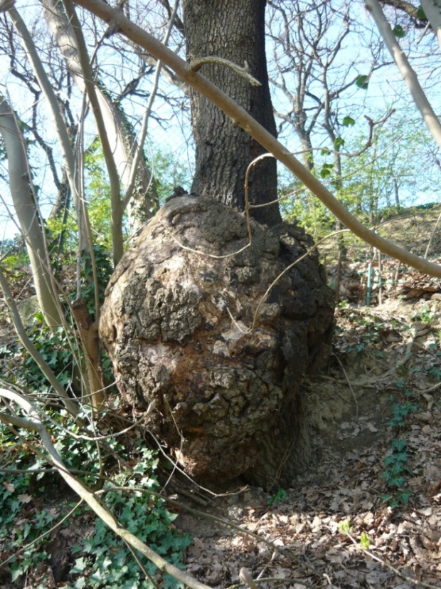 Quercia...gonfia