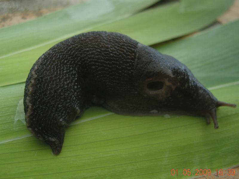 Limax  del maximus-gruppo da S. Pietro in G. (CS)