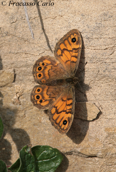 farfalla da identificare