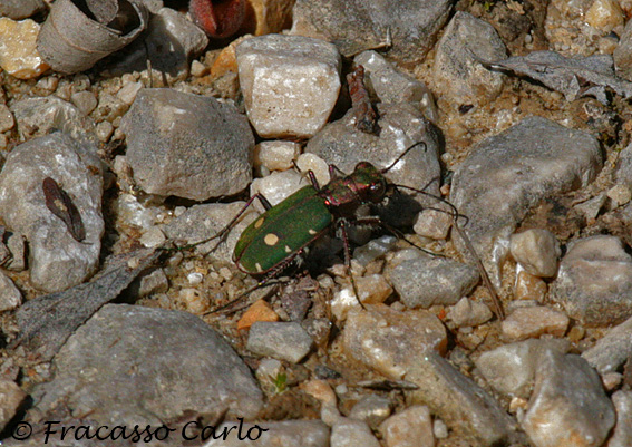 Cicindela campestris?