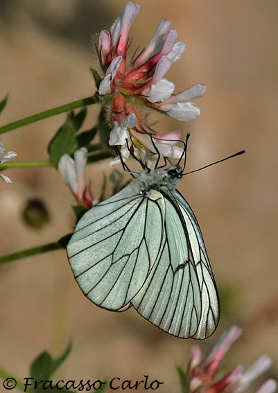 Aporia crataegi?? - Si