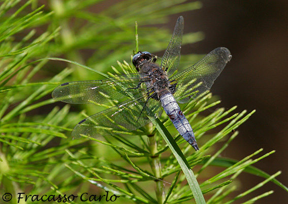 Libellula depressa?? no, fulva