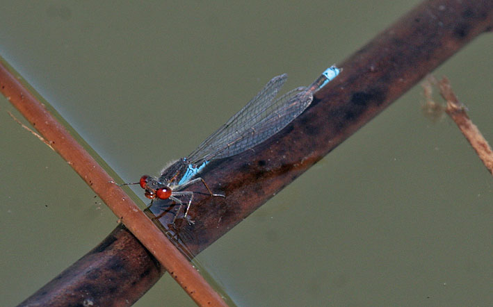 Erythromma viridulum?