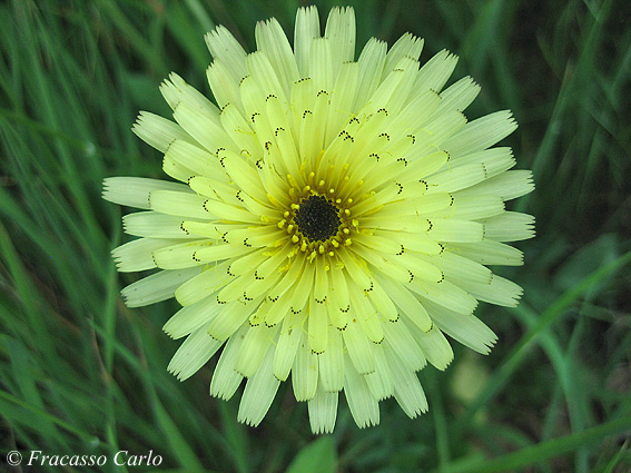 Urospermum dalechampii