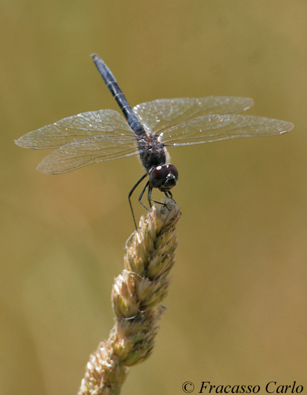 Identificare Libellula2