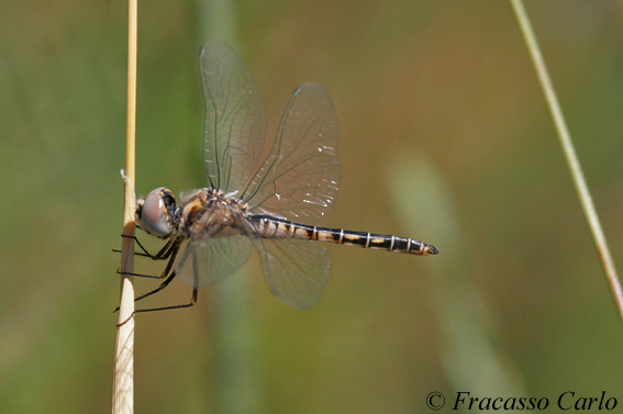 Identificare Libellula3